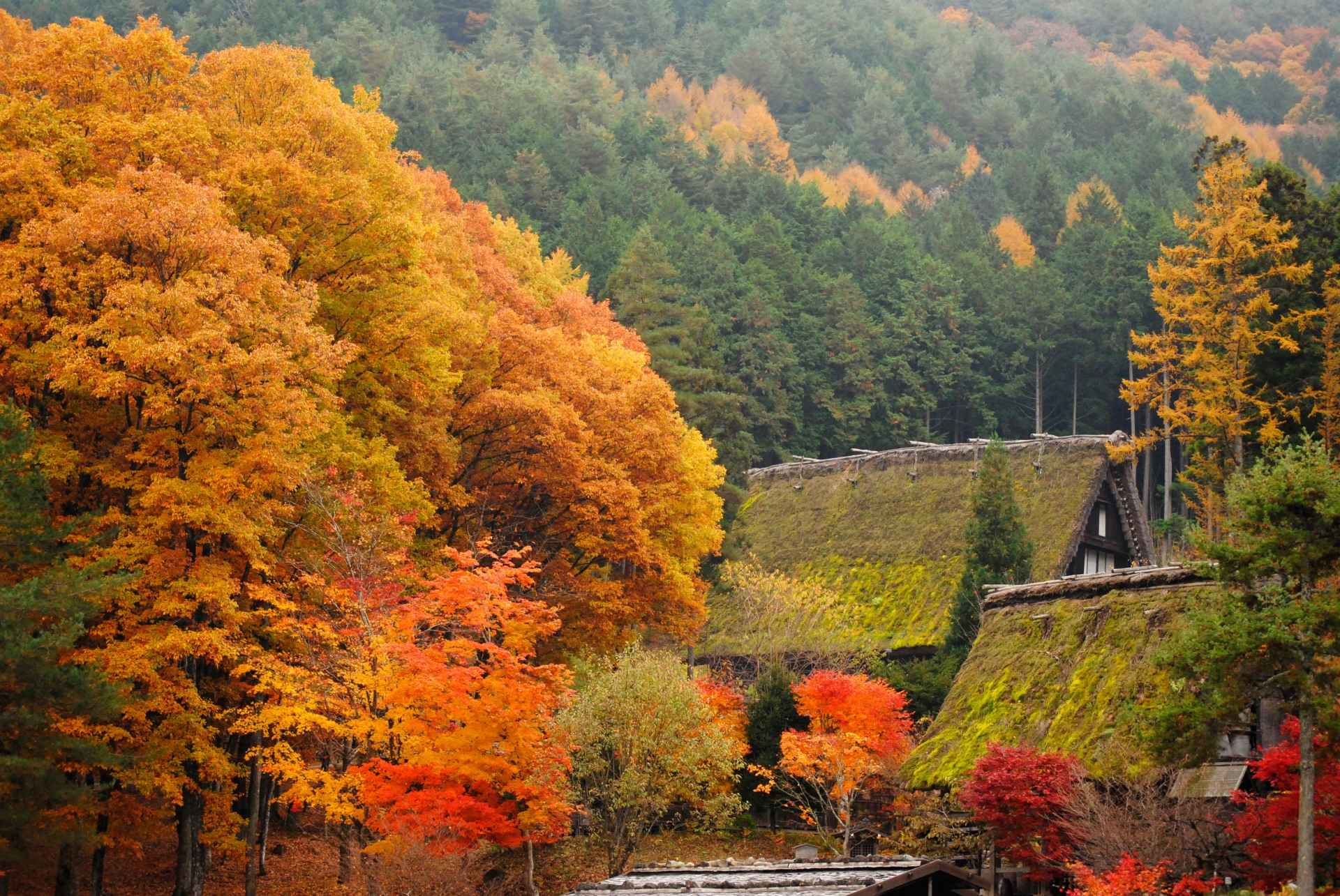 紅葉2025】飛騨高山の秋を歩く｜歴史薫る町並みと絶景紅葉スポット7選