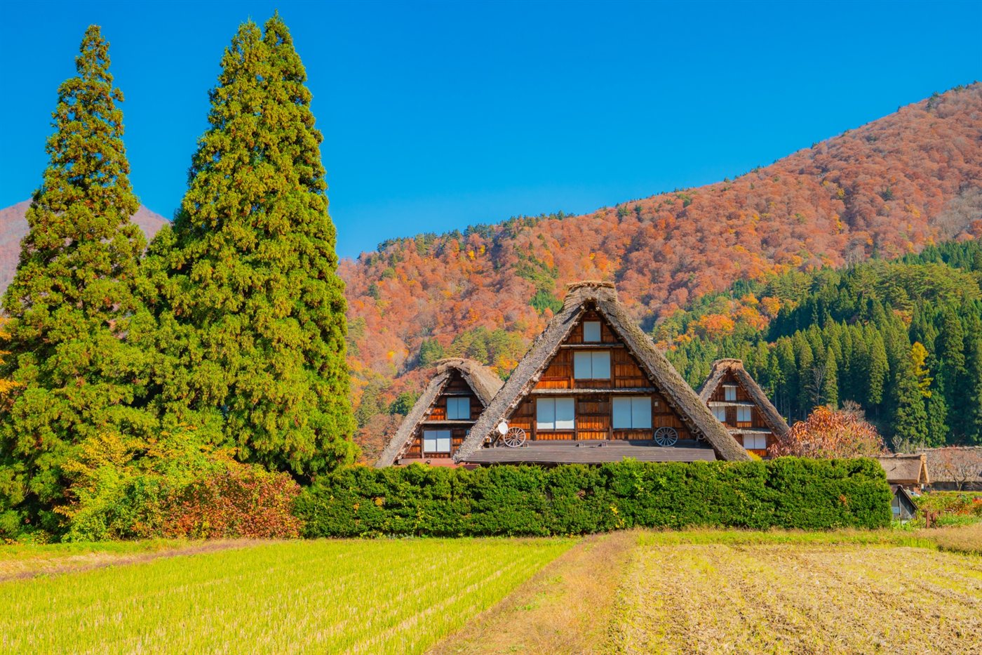 紅葉した山を背にした白川郷の合掌造り家屋