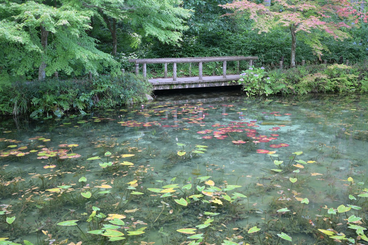 木々に囲まれたモネの池と、池にかかる木の橋