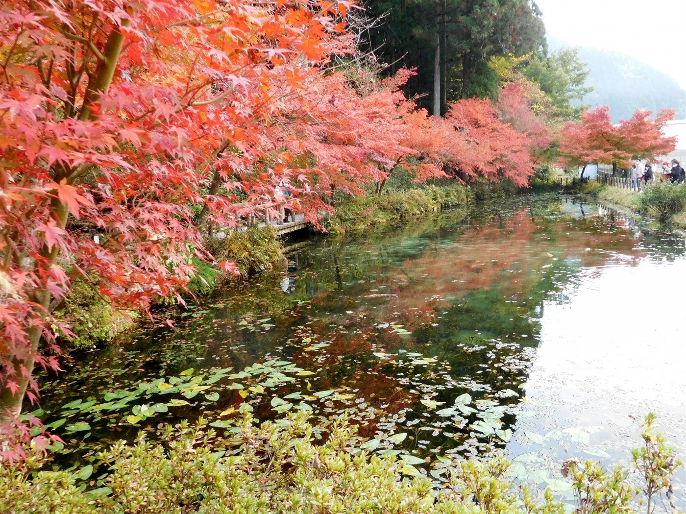 真っ赤に色づいたモミジが水面に映る秋のモネの池